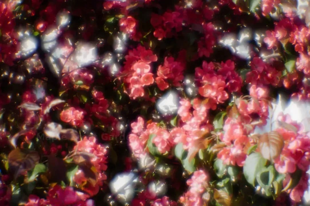 Maple Crest Gardens